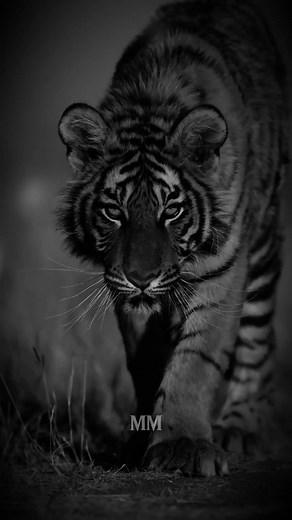 I've lost Everything I Needed... . #motivation #usa #usa_tiktok #unfreezemyaccount #listentothiseveryday #growbeyoundyourlimits #yourblessingiscoming #quotesoftheday #fyp #motivationalquotes #inspirationalquotes #motivationalspeeches #bravemind #stoicism #mindset #quotes #inspiration #peakmotivation