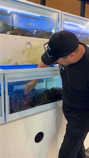 Ever wondered how to cook a live Mud Crab at home? 🙂🦀🦀🦀 #thefishfactorybrisbane #thefishfactoryaustralia #mudcrabs #freshseafood #seafood | The Fish Factory