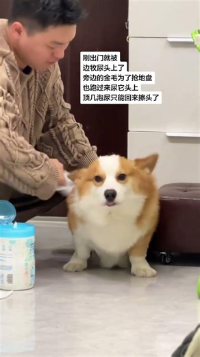 Corgi's Unusual Leg Length: The Secret of Short Paws Unveiled