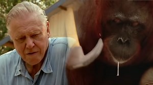 David Attenborough Watching an Orangutan Hammer | Know Your Meme