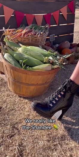 ShoeDazzle on TikTok