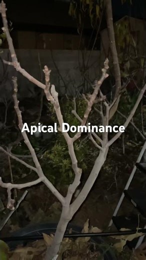 Apical Dominance