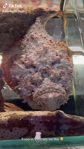 Understanding the Deadly Stone Fish: Facts, Dangers, and More