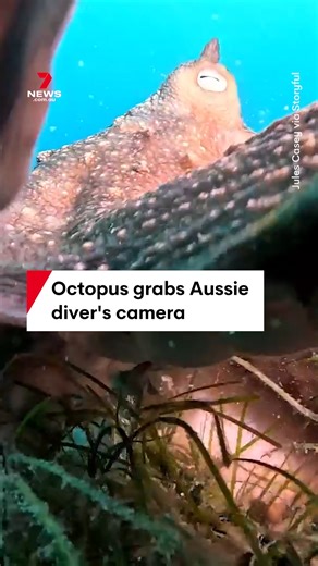 A diver off Rye, Victoria has had a thrilling encounter with a Maori octopus. Jules Casey filmed the moment 'Priscilla' hugged her camera underwater. #underwater #ocean #octopus #maorioctopus #diver #diving #rye #vic #victoria #aus #australia #aussiewildlife #7NEWS | 7NEWS Australia