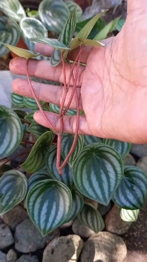14K views · 130 reactions | When pruning your Watermelon peperomia, trim off the thin, weak stems to help the plant grow fuller華 #plantita #watermelon #garden #plants #highlight #tips #everyone | France Colinares | Facebook