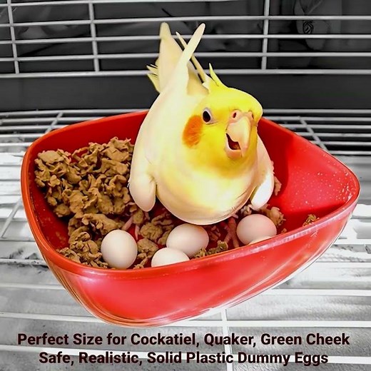 My Bird Laid An Egg! DummyEggs Stop Egg Laying. Perfect for Cockatiels, Quaker Parrots, Green Cheeks