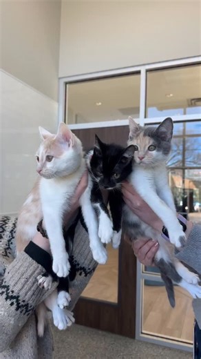 Humane Society of Charlotte | We have cats for everyone— whether you’re looking for a “Janice” or a “Dooneese” 🙌🏻 Check out our post from yesterday to learn more about... | Instagram
