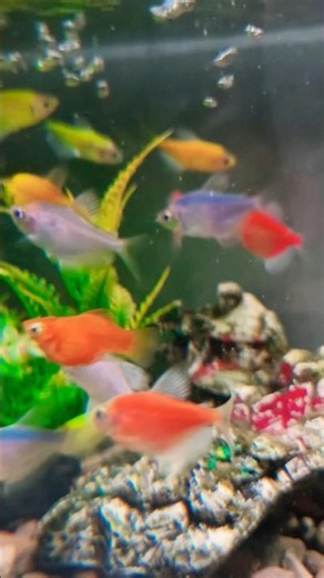 glofish tetra neon #fish #aquarium #aquascapegallery #aquariumfish #aquascape #fishkeepinghobby