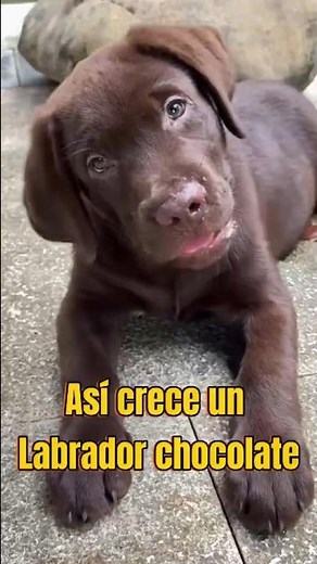 ¡Así es como crece un Labrador chocolate!
