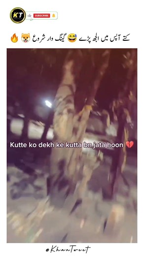 Dogs Got Into a Fight 😅 Gang War Begins! 🐶🔥#DogFight #FunnyAnimals #GangWar #Dogs