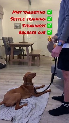 Hungarian Vizsla settle and steadiness training