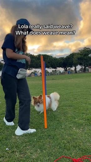 13K views · 165 reactions | I wanted to show the other side of training — it’s not always perfect! We still have a lot to learn, which means putting in more practice and more reps! #Papillon #PapillonDog #PapillonTraining #PapillonLove | Papillon Lovers | Facebook