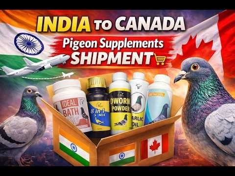 Bhopal Se Canada Tak 🕊️ | Indian Pigeon Supplements Ki Demand Abroad!