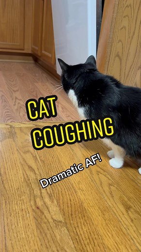 Cat Coughing: Causes, Signs, and When to Seek Help