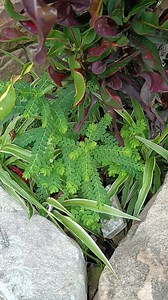 Kidney failer or kidney stones | KwaMaqethuka Silungile