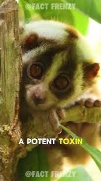 Why the World’s Cutest Primate is Actually a Biological Weapon 🧪 #animals #facts #wildlife