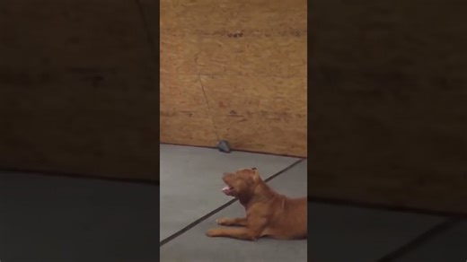 Trainer shows impressive control over an obedient pit bull