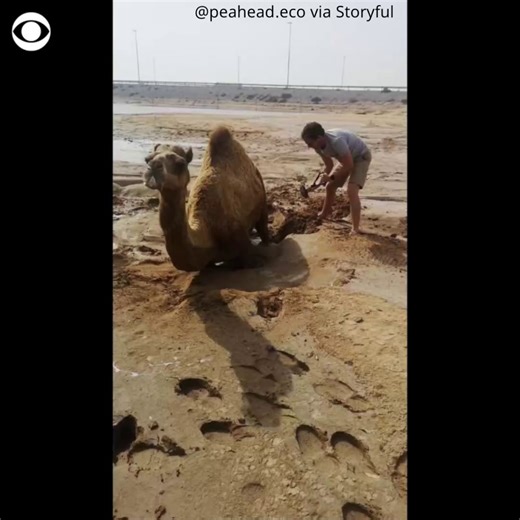 128K views · 8.5K reactions | 15 people joined forces using shovels to rescue an exhausted camel stuck in wet sand near Dubai, in the United Arab Emirates. | CBS News | Facebook