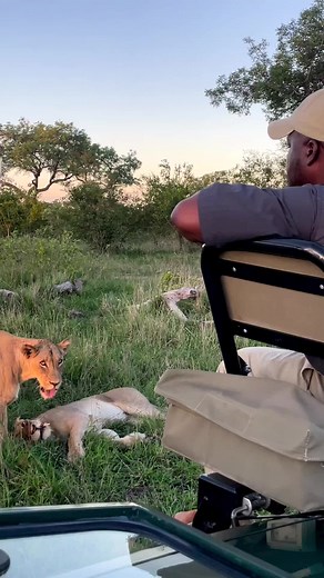 Male Lion Relaxing in Natural Grassland Environment