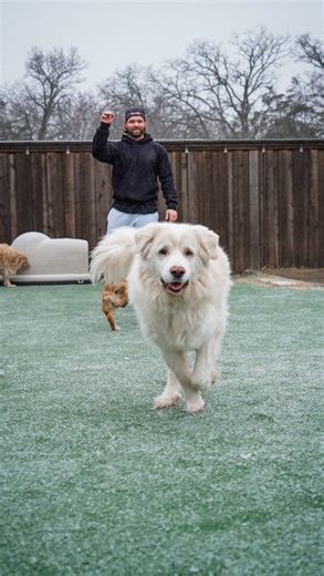 The PAWerful Rescue on Instagram: "Sue and Alejandro in particular are not a fan of these low temps but Pawerful pups are all good! Hope everyone is staying safe and warm out there! Support the sanctuary buildout through clothing line! Link in bio Ihopandfriends.com To follow along with their revenge tours daily and gain access to the Private IG check out the Patreon located on link in IG bio. Every rescue dog has a story. Uncover it with @wisdompanel so they can get the best care. Get 25% off t
