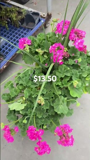 Clearance sale in Lowe’s garden center