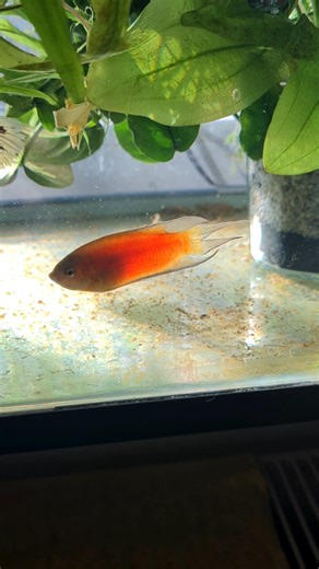 Macropodus opercularis REX