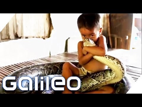 Die ungewöhnlichsten Haustiere der Welt! | Galileo | ProSieben