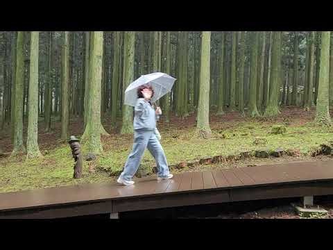 비 내리 날 제주도 여행은 어디로 가지? #절물자연휴양림 은 비 오는 날 여행하기 좋은 제주 명소랍니다! #제주 #여행 #travel #korea