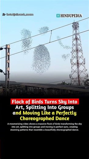 Flock of Birds Turns Sky Into Art, Splitting Into Groups and Moving Like a Perfectly Choreographed