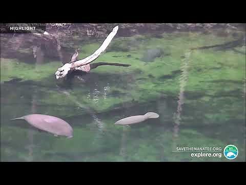 Above Water Manatee-Cam at Blue Spring State Park | 2024 Highlights