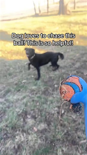 My dog love fetching balls and this @Chuckit Fetch Games makes it so much easier on my and my arm. I’ll link it. ⬇️ #fetch #playfetch #dogtok #dogtoys #doglife