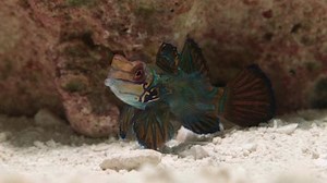 Watch Splash and Bubbles Season 1 Episode 10 - Small but Mighty / Washed Away