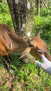 Aggressive anti-inflammatory cattle injection Penyuntikan anti radang sapi agresif #sapi #cow #lembu #animals #viralreel | Togos Halomoan Lubis