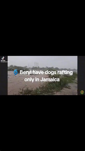 6K views · 66 reactions | Check these Dogs floating down the road in Jamaica due to #HurricaneBeryl  | Bahamas Sport Fishing Network | Facebook