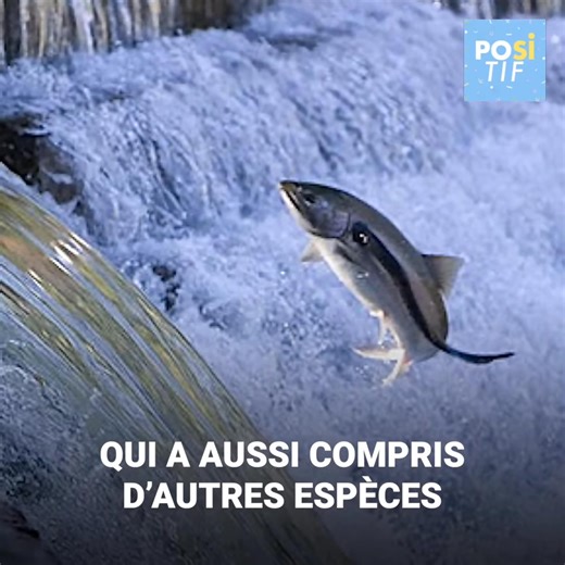 On l’appelle “anguille de mer vampire”. Il peut extraire jusqu’à la dernière goutte de sang de sa victime. Ou lui déchiqueter les os en quelques secondes. L'animal préhistorique vit dans les mers et cause de vraies exterminations. Sa faim n’a pas de limite. La lamproie n’a peur de rien et peut-être que c’est cela le secret de sa longue vie sur Terre. Abonne-toi pour plus de vidéos http://bit.ly/yt-positif | Héros