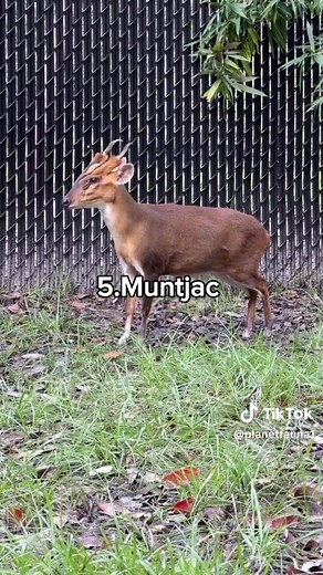 Discovering Weird Deer Sounds