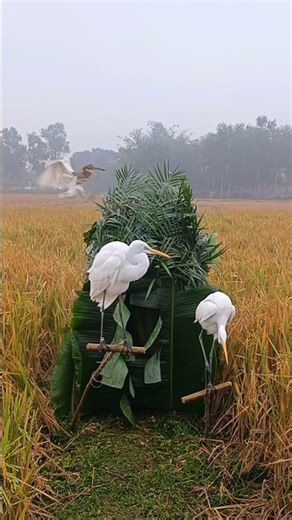 Modern techniques for catching buck birds #BirdCatching#ModernHunting#VillageLife #funny #comedy