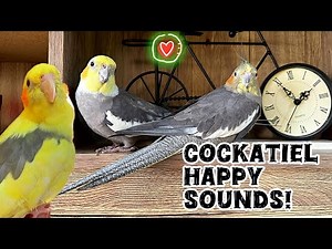 Cute Cockatiels Singing, Chirping & Whistling | Cockatiel sounds to keep your birds happy