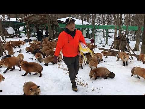 Zao Fox Village: feeding time