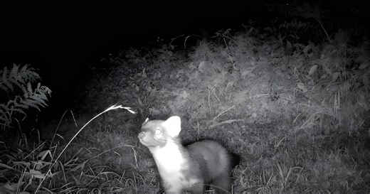 Rare animal not seen for 100 years captured in incredible footage