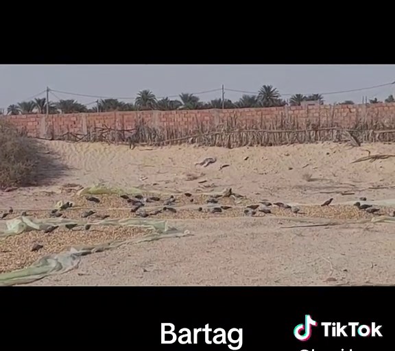 فكرة مبتكرة لتربية الحمام في تونس