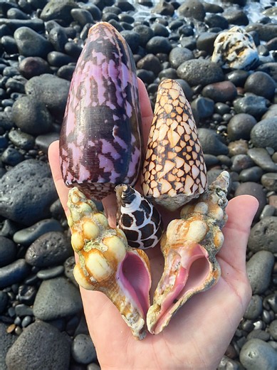 we found some REALLY good ones today 👀🐚🌊 #shell #shellhunting #seashells #hawaii #pov