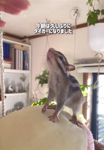 ゆる〜いタイガーなので助かります🍀 これからが一番寒い時期になるので、毎朝のタイガーを覚悟しなくちゃと思ってます😅 シマリスと一緒に快適に暮らす日常♡ #シマリス #ペット #chipmunk #シマリスと暮らす