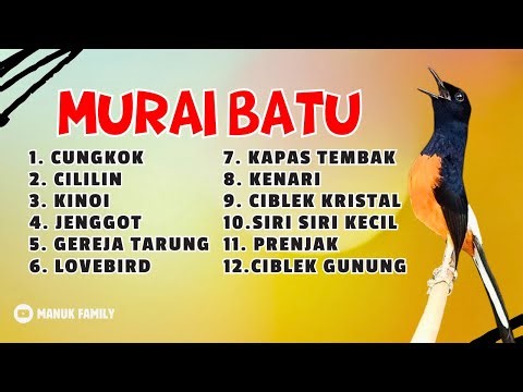 387 🔴 MASTERAN MURAI BATU GACOR FULL LENGKAP TERBAIK UNTUK MURAI JUARA