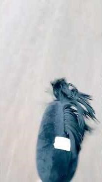 Galloping with my dog 💖