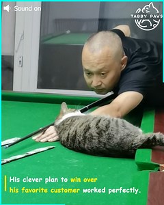 The cute cat is our customer service manager 🧑‍💼🐾 | Tabby Paws