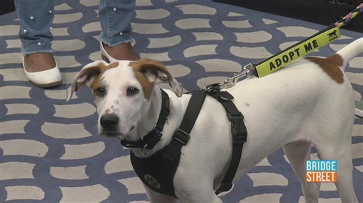Adoptable pet of the week: David