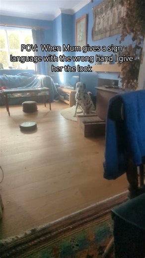 Danny Doesn't Like Receiving A Sign Language With The Wrong Hand #deafdog #signlanguage #dogshorts