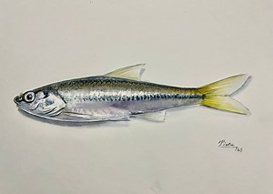 28K views · 296 reactions | How to paint fish in watercolour #watercolour #art #painting #watercolourpainting #fish | Paintings | Facebook