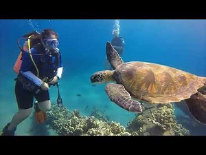 Scuba Diving For Beginners In Maui